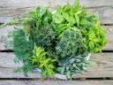 Ayurvedic Herbs