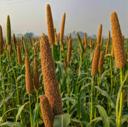 Millets