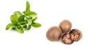 Stevia & Monk Fruit